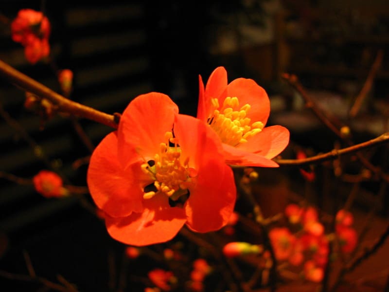 Photo Photo