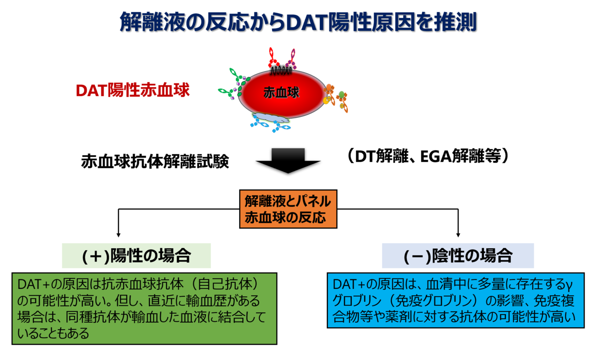 血液型ダイエットって効果あるの?