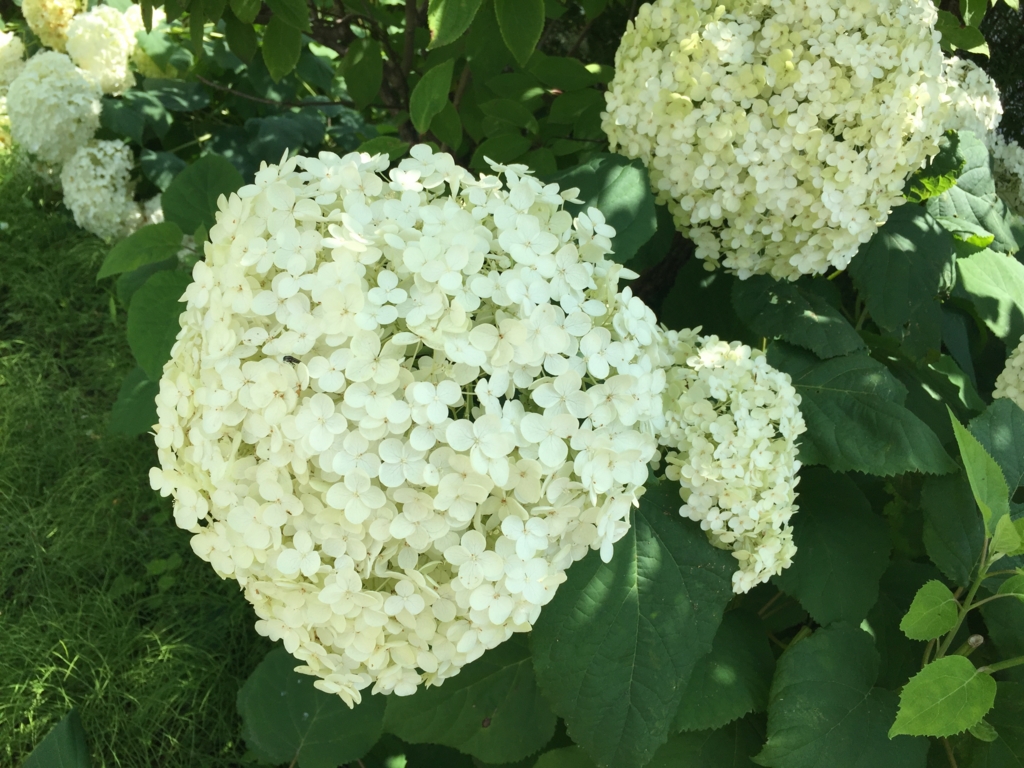 f:id:bloom1126:20161007095636j:plain f:id:bloom1126:20161007095636j:plain