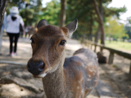 f:id:bloop_hit:20120921103557j:image