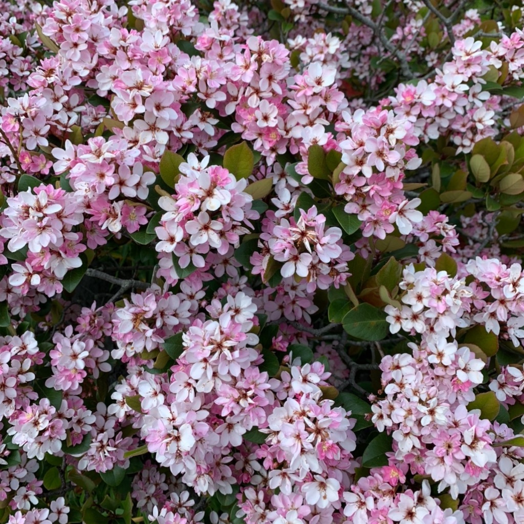 f:id:blossom-art:20200502220926j:image