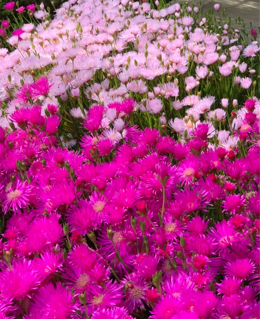 f:id:blossom-art:20200527180503j:image