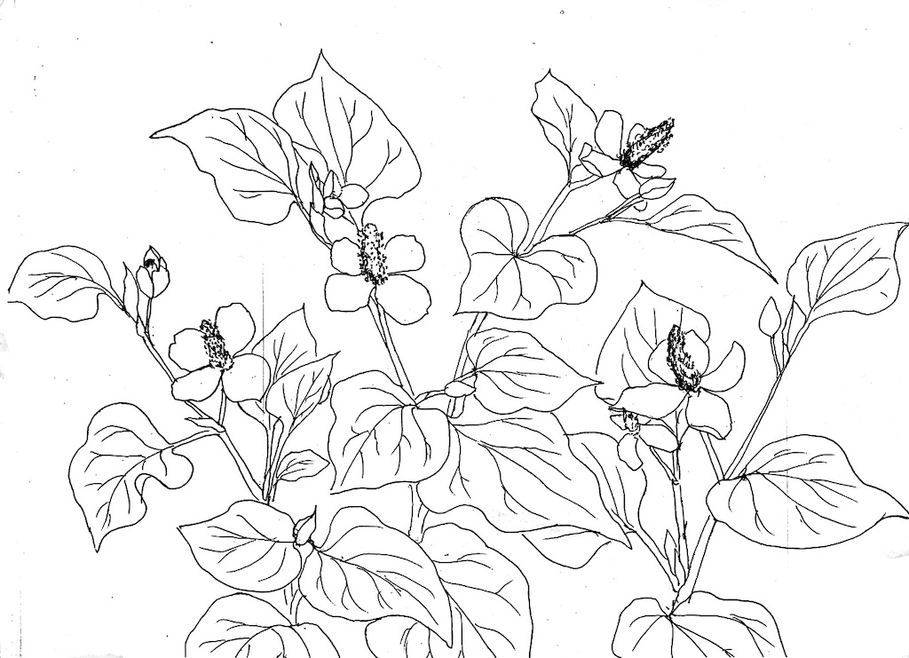 f:id:blossom-art:20200527182943j:image f:id:blossom-art:20200527182943j:image