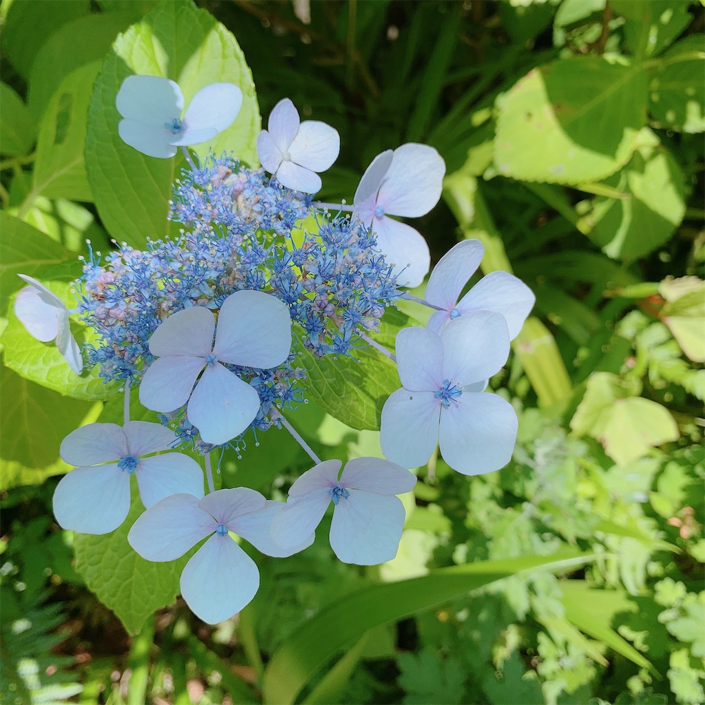 f:id:blossom-art:20200617183759j:image