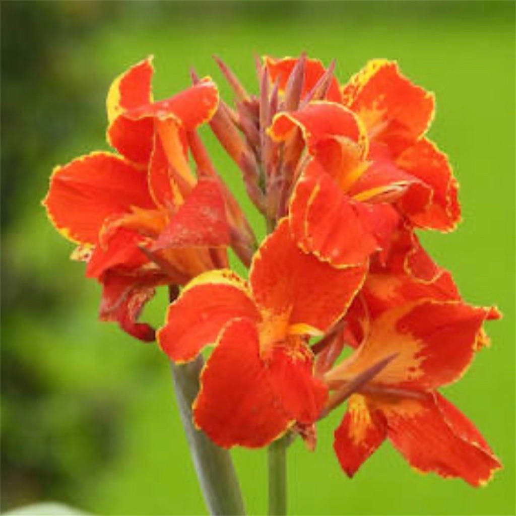f:id:blossom-art:20200807185418j:image