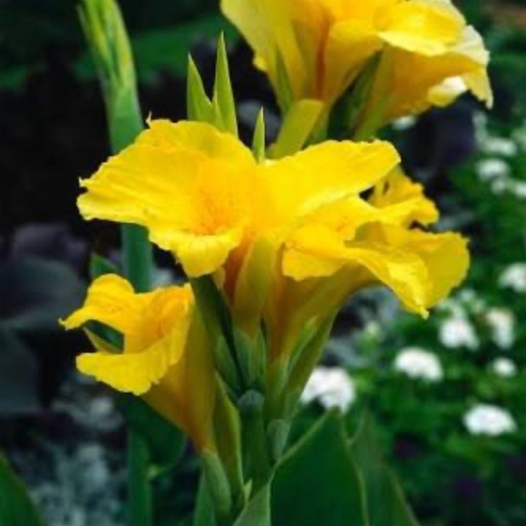 f:id:blossom-art:20200807185439j:image