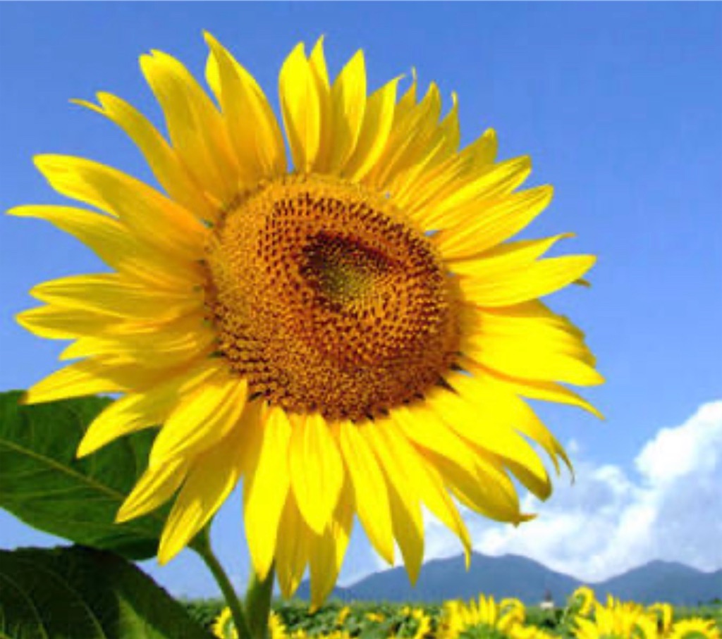 f:id:blossom-art:20200810204256j:image