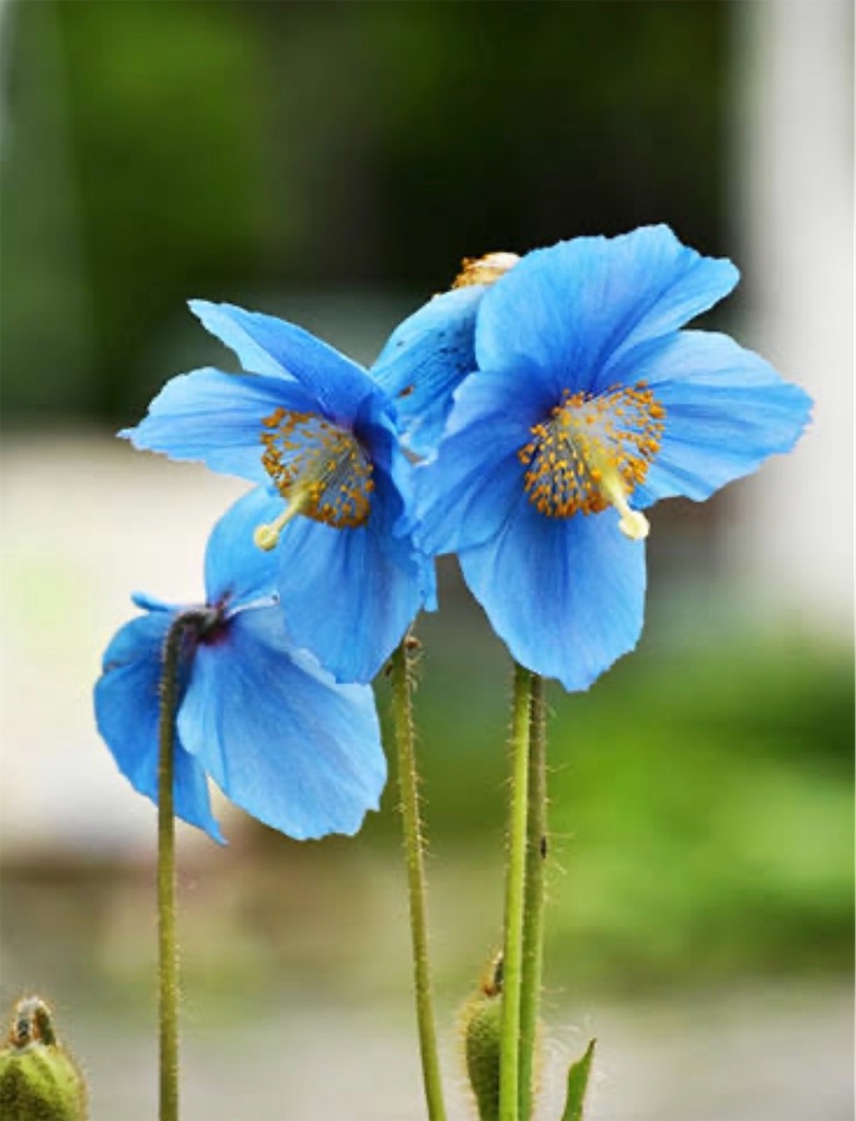 f:id:blossom-art:20200811200958j:image