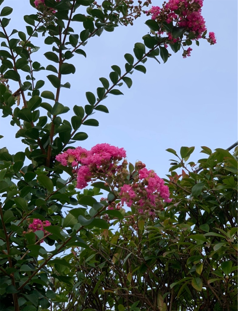 f:id:blossom-art:20200813215820j:image