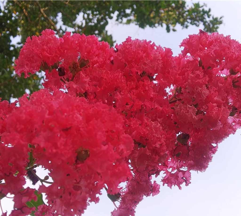 f:id:blossom-art:20200813215833j:image