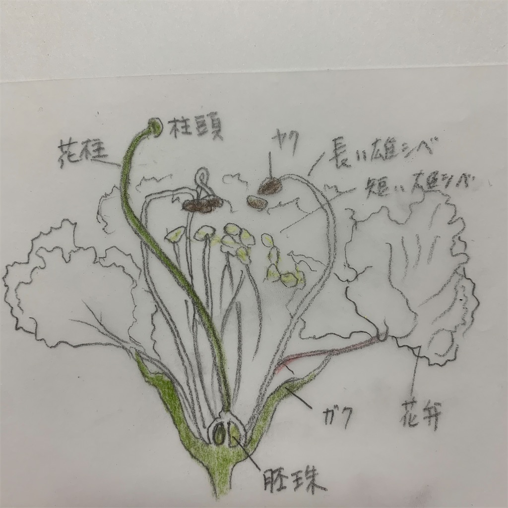 f:id:blossom-art:20200813221447j:image