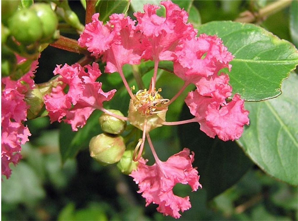f:id:blossom-art:20200813222046j:image