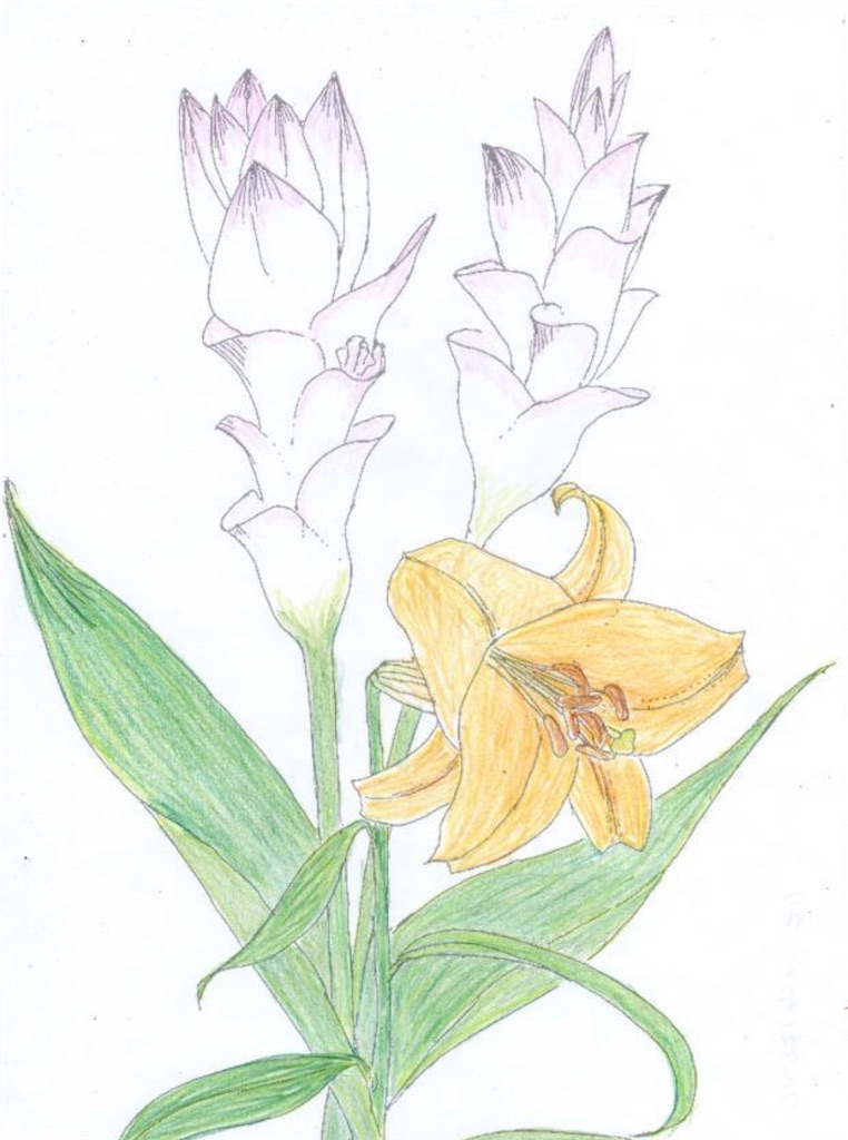 f:id:blossom-art:20200813222827j:image