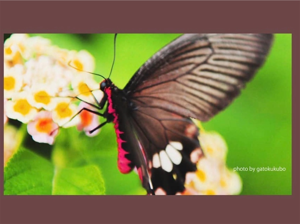 f:id:blossom-art:20200813223351j:image