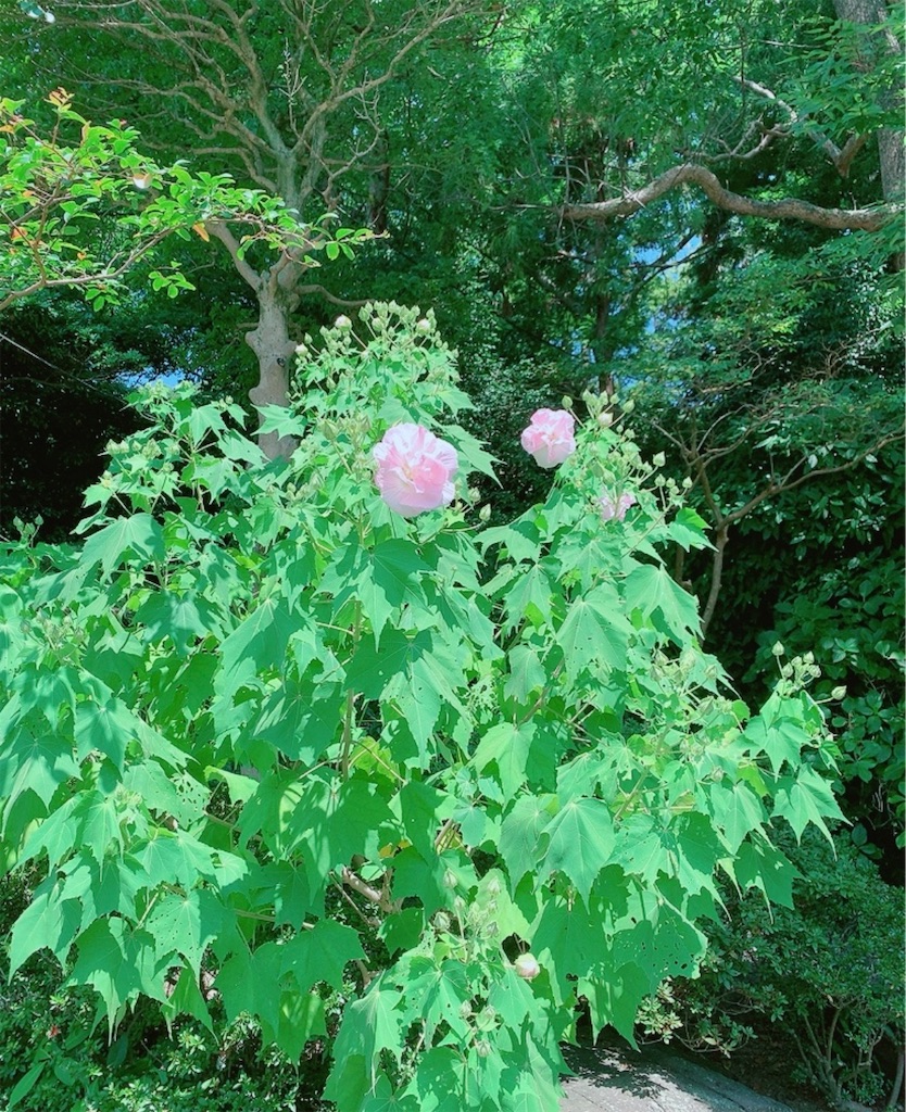 f:id:blossom-art:20200818184823j:image f:id:blossom-art:20200818184823j:image