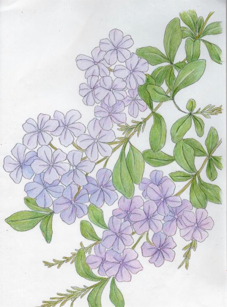f:id:blossom-art:20200822183152j:image