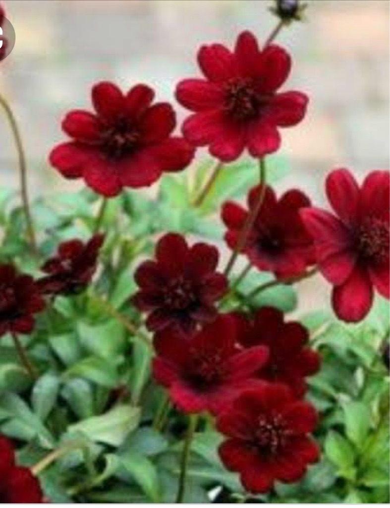 f:id:blossom-art:20200822184111j:image