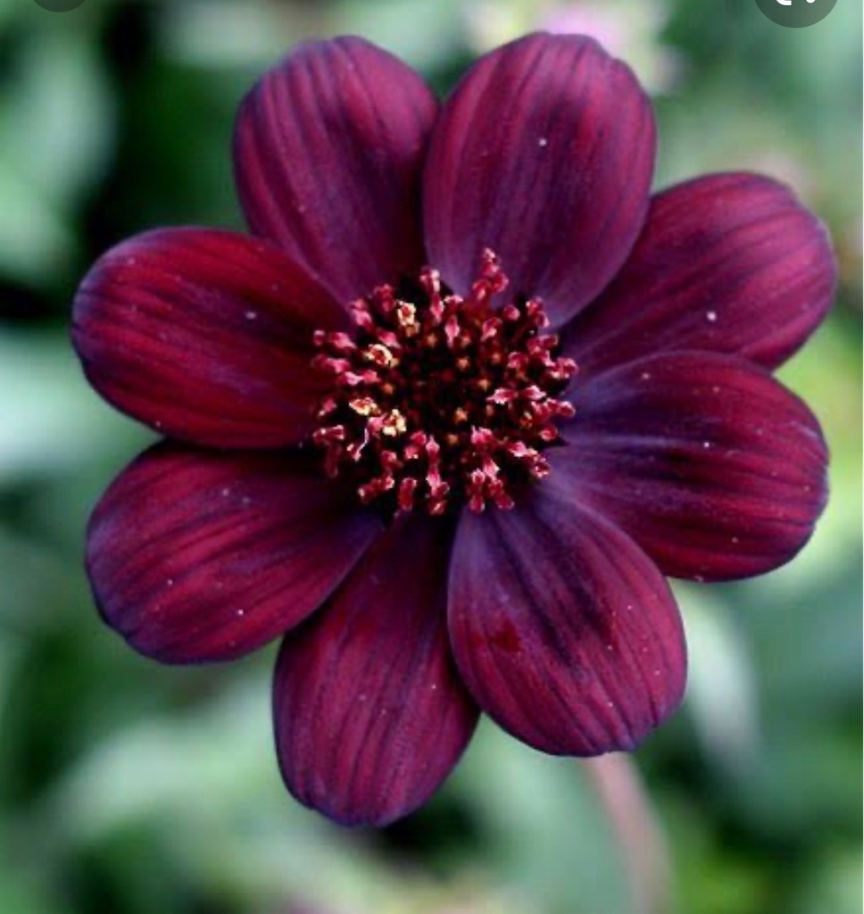 f:id:blossom-art:20200822184122j:image