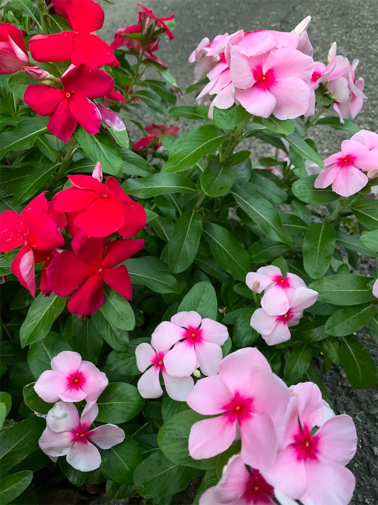 f:id:blossom-art:20200824194005j:image