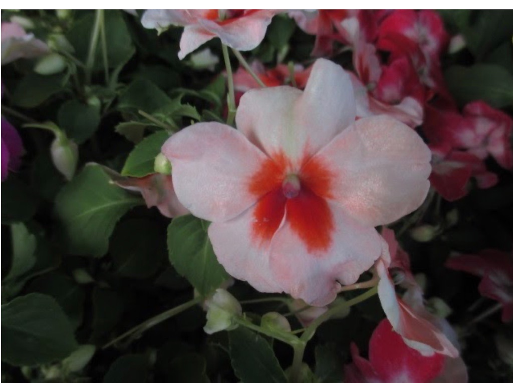 f:id:blossom-art:20200824194733j:image f:id:blossom-art:20200824194733j:image