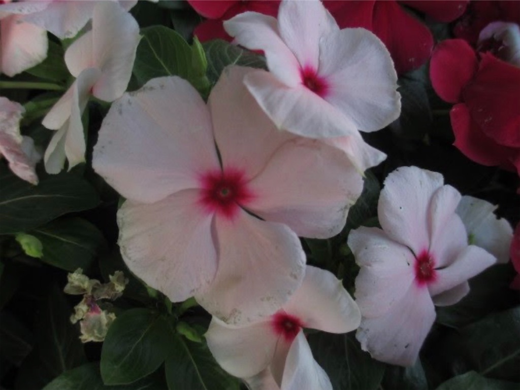 f:id:blossom-art:20200824194750j:image f:id:blossom-art:20200824194750j:image