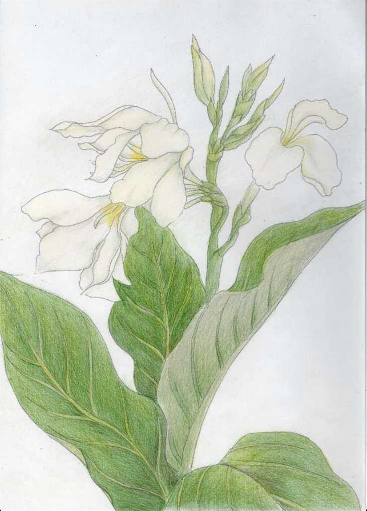 f:id:blossom-art:20200825181842j:image