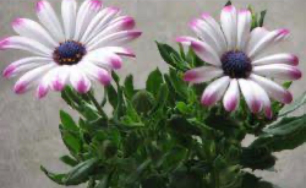 f:id:blossom-art:20200826183018j:image