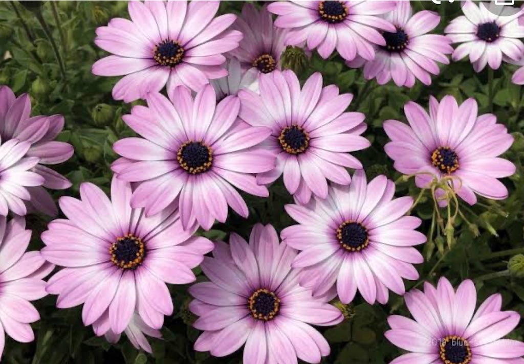 f:id:blossom-art:20200826183033j:image