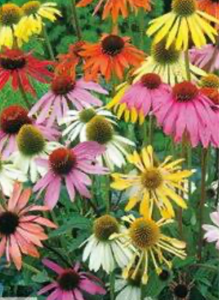 f:id:blossom-art:20200930205437j:image
