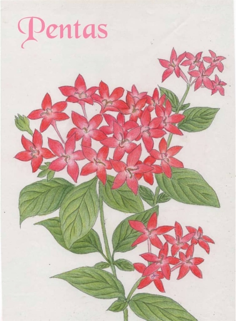 f:id:blossom-art:20201117215611j:image