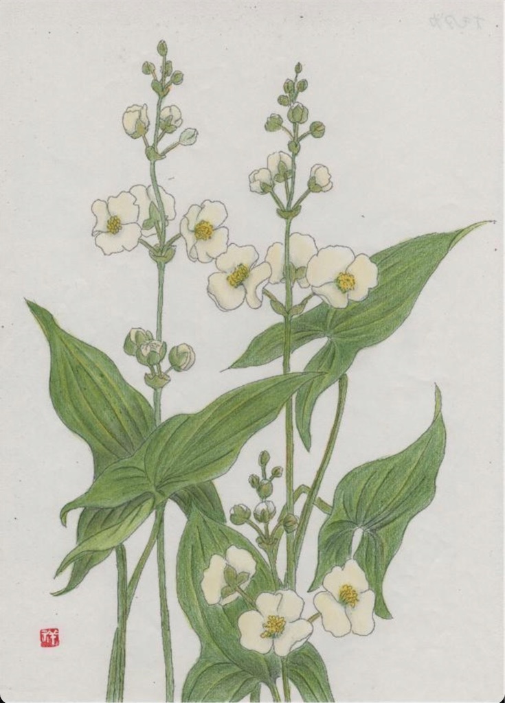 f:id:blossom-art:20201120192602j:image