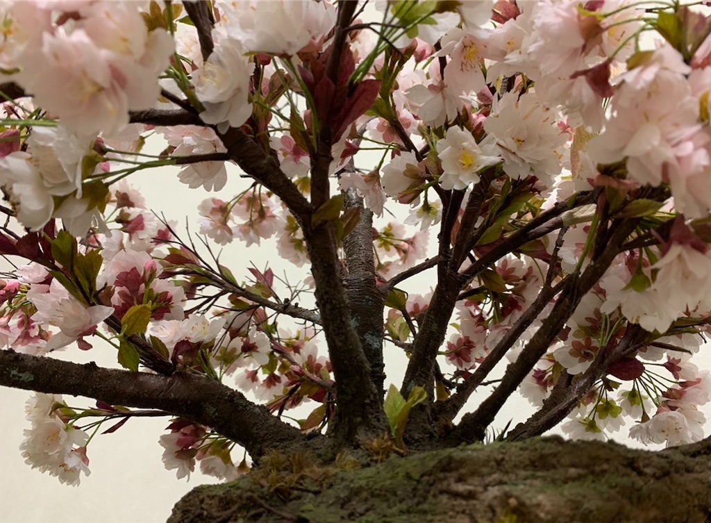 f:id:blossom-art:20201123205806j:image