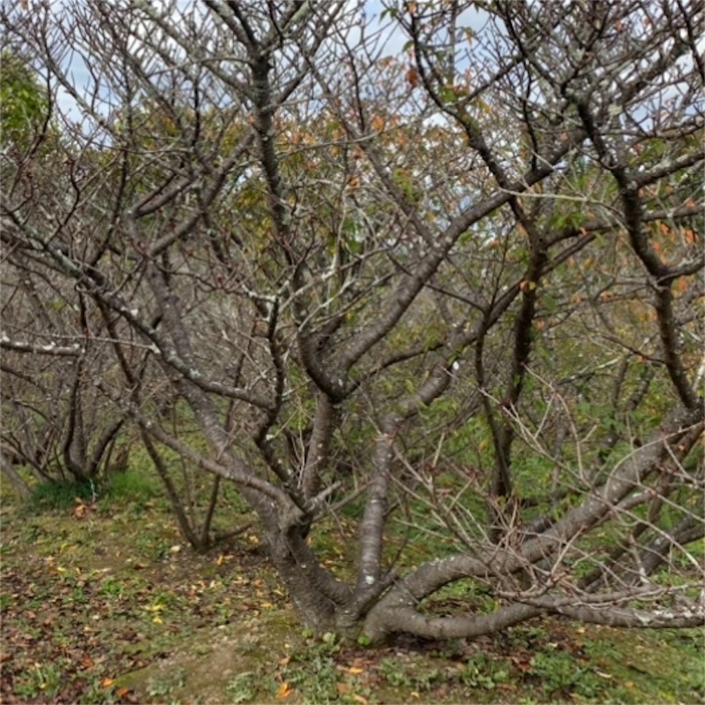 f:id:blossom-art:20201123210011j:image