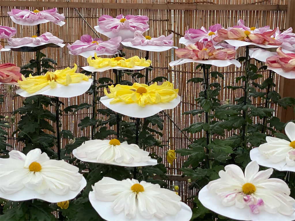 f:id:blossom-art:20201124183052j:image