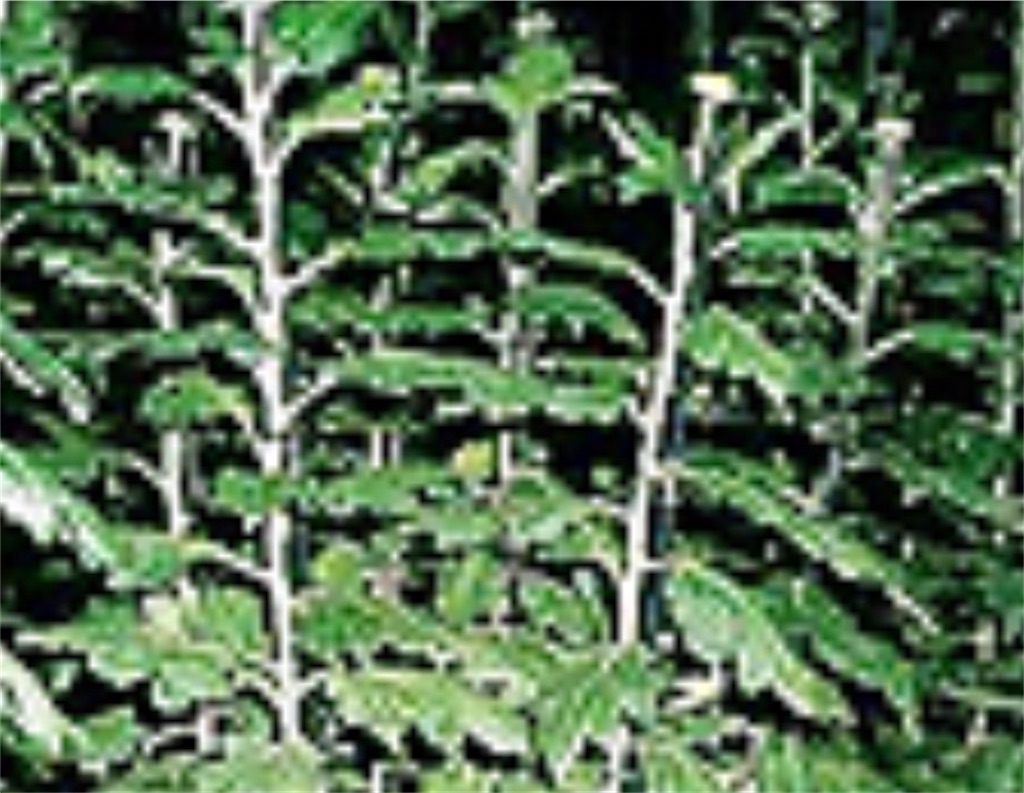 f:id:blossom-art:20201124202920j:image