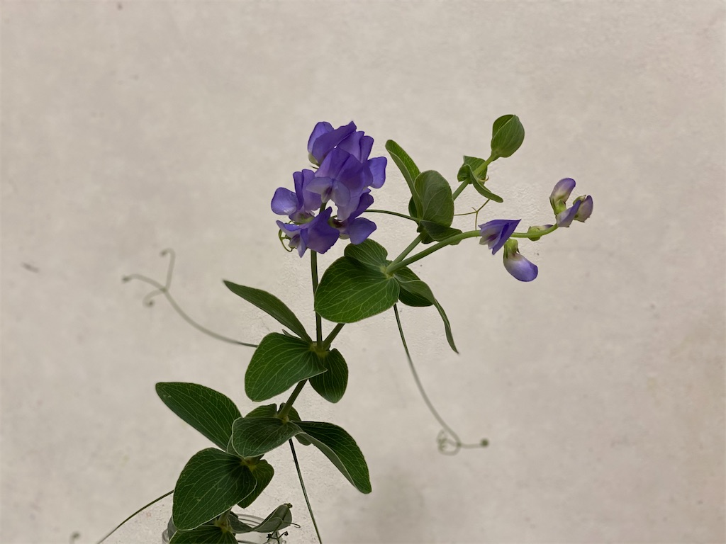 f:id:blossom-art:20201205222416j:image