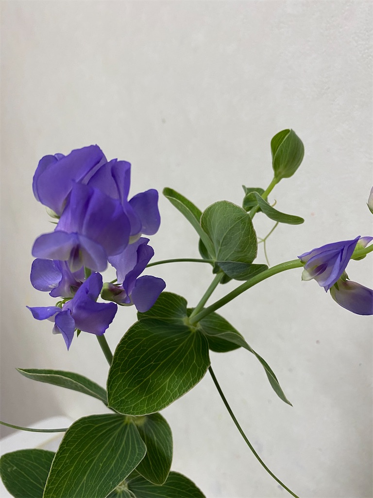 f:id:blossom-art:20201205222447j:image