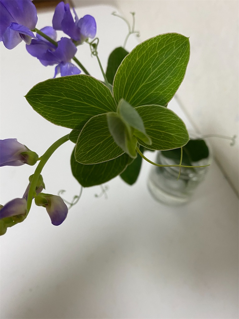 f:id:blossom-art:20201205222538j:image