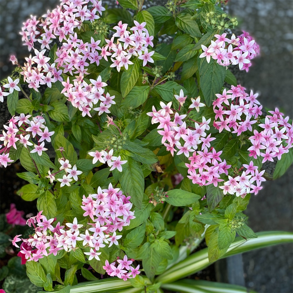 f:id:blossom-art:20201206183355j:image