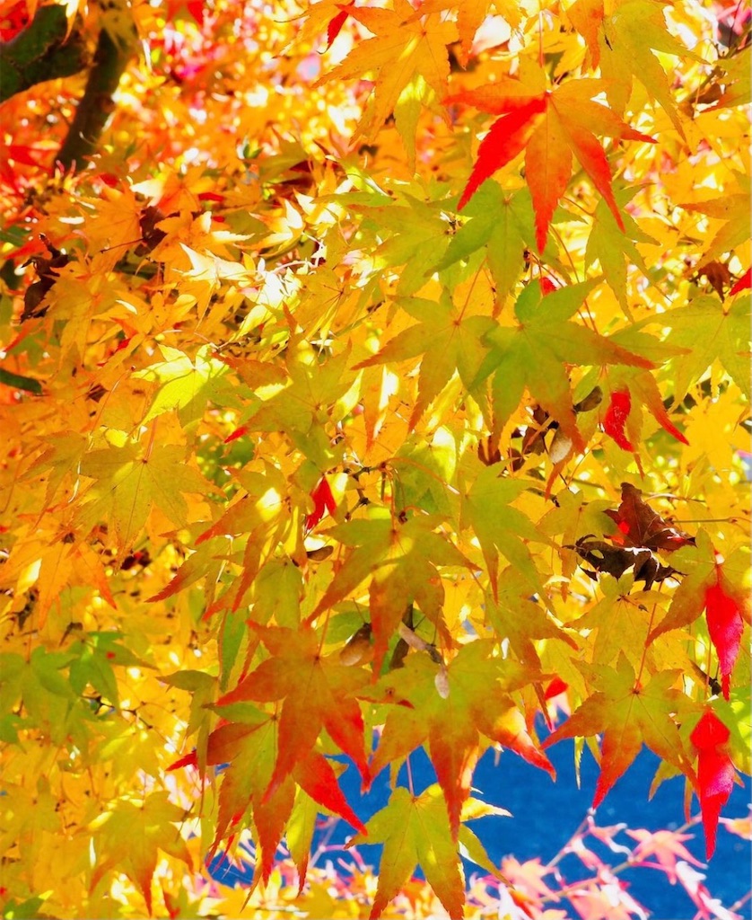 f:id:blossom-art:20201208210609j:image