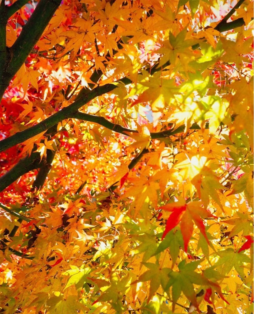 f:id:blossom-art:20201208210618j:image