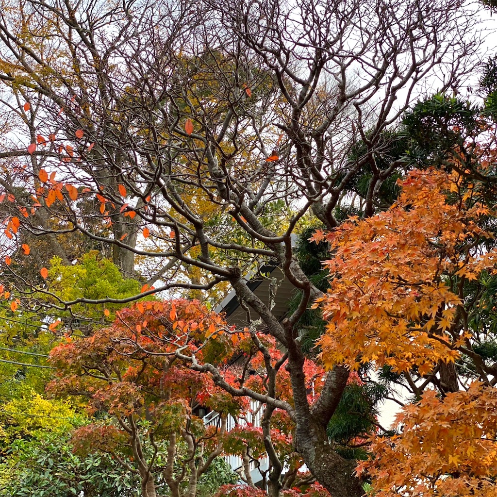 f:id:blossom-art:20201211195218j:image