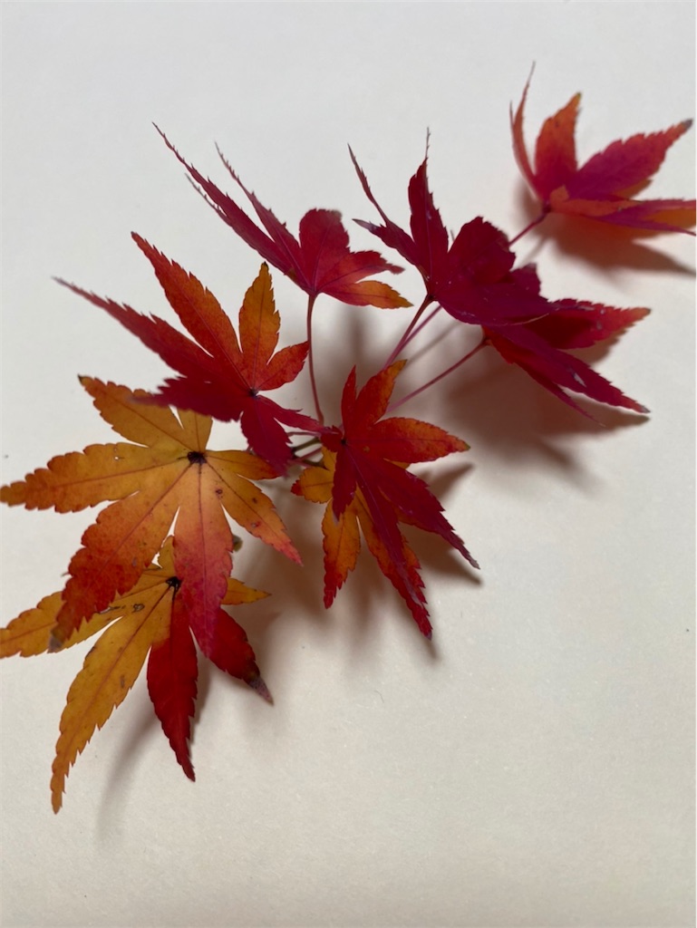 f:id:blossom-art:20201212220927j:image