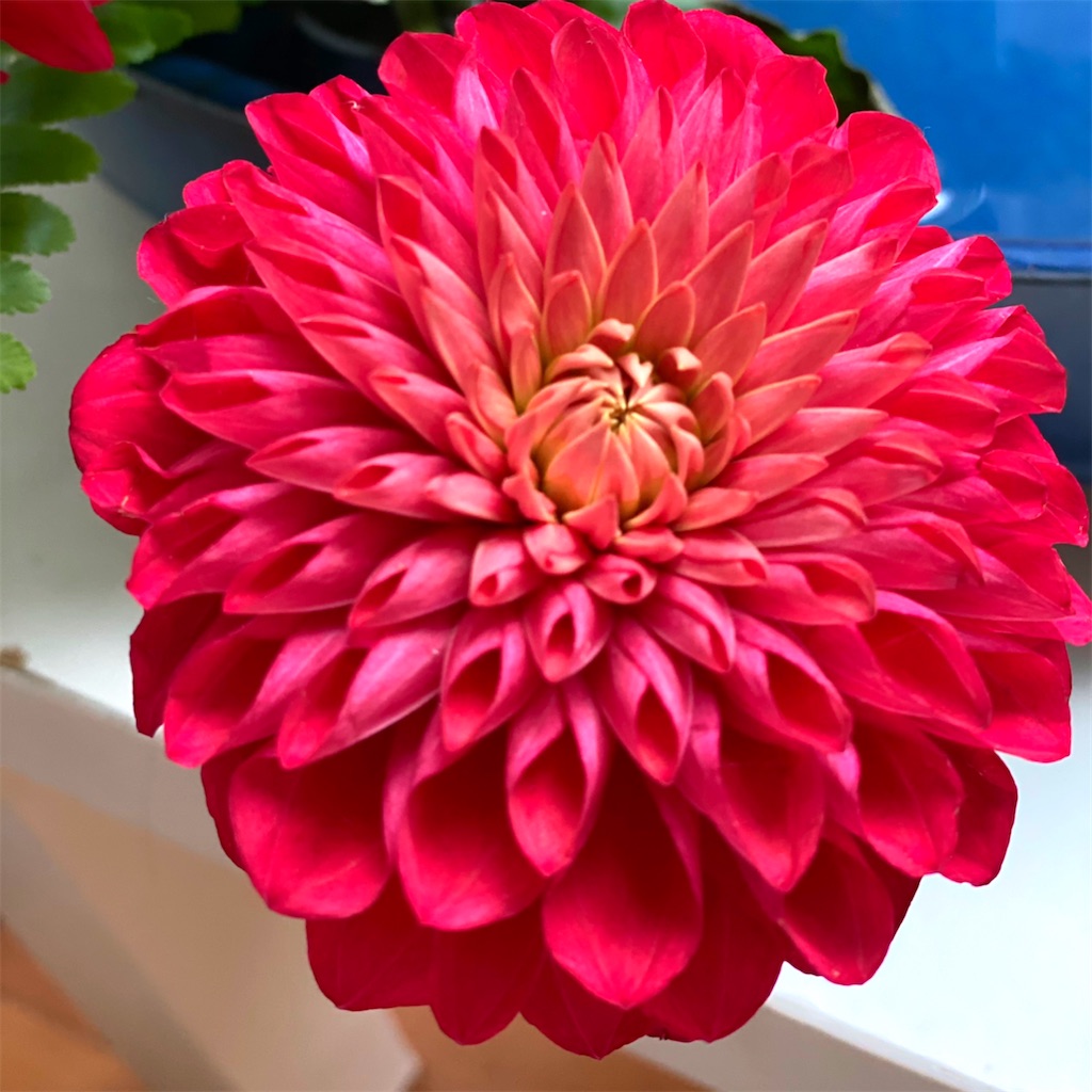 f:id:blossom-art:20201212222321j:image