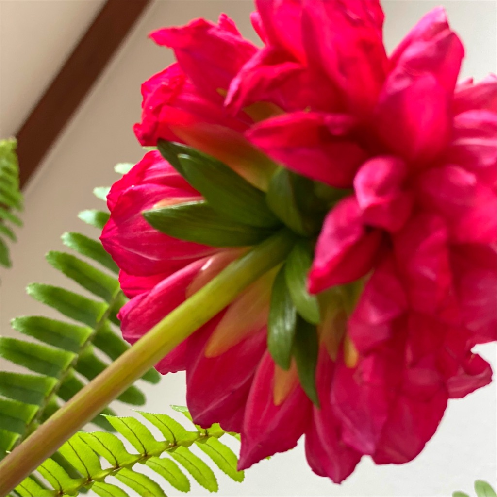 f:id:blossom-art:20201212222340j:image