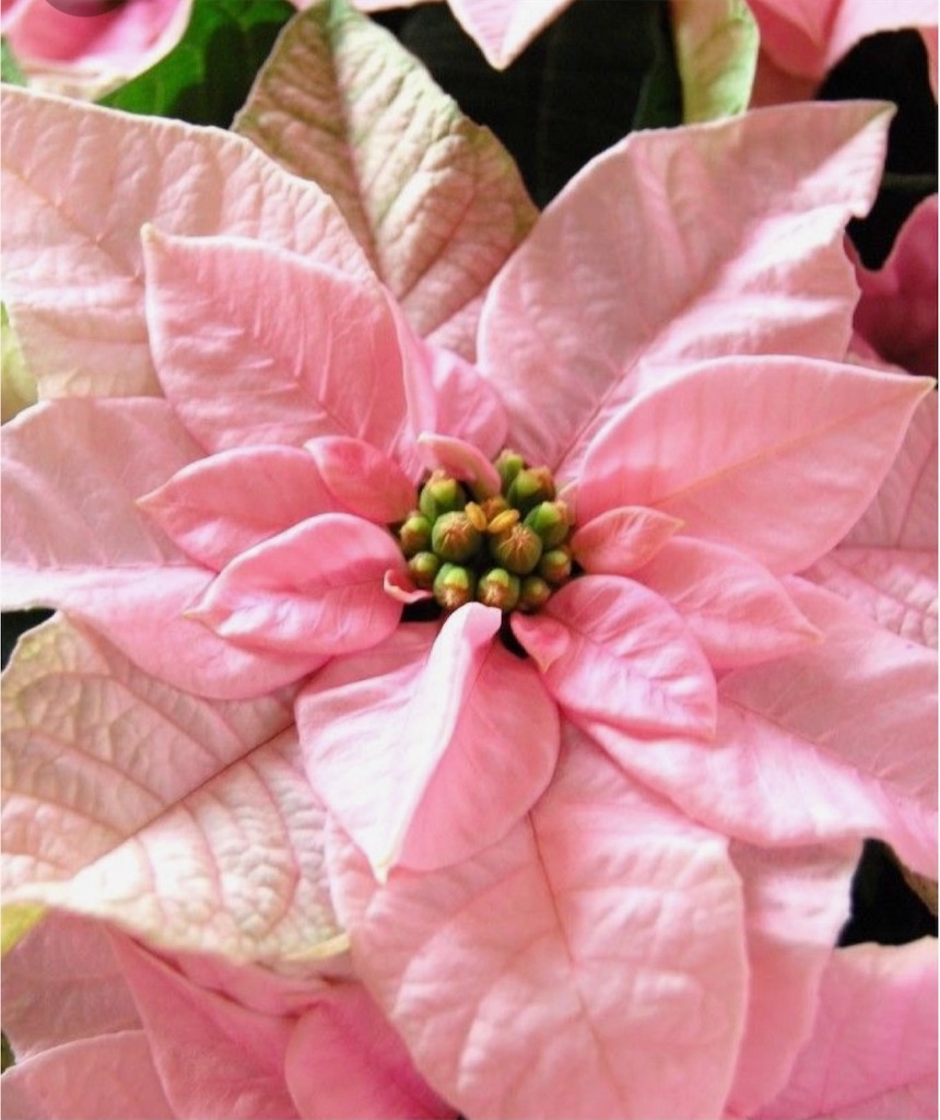 f:id:blossom-art:20201213215856j:image