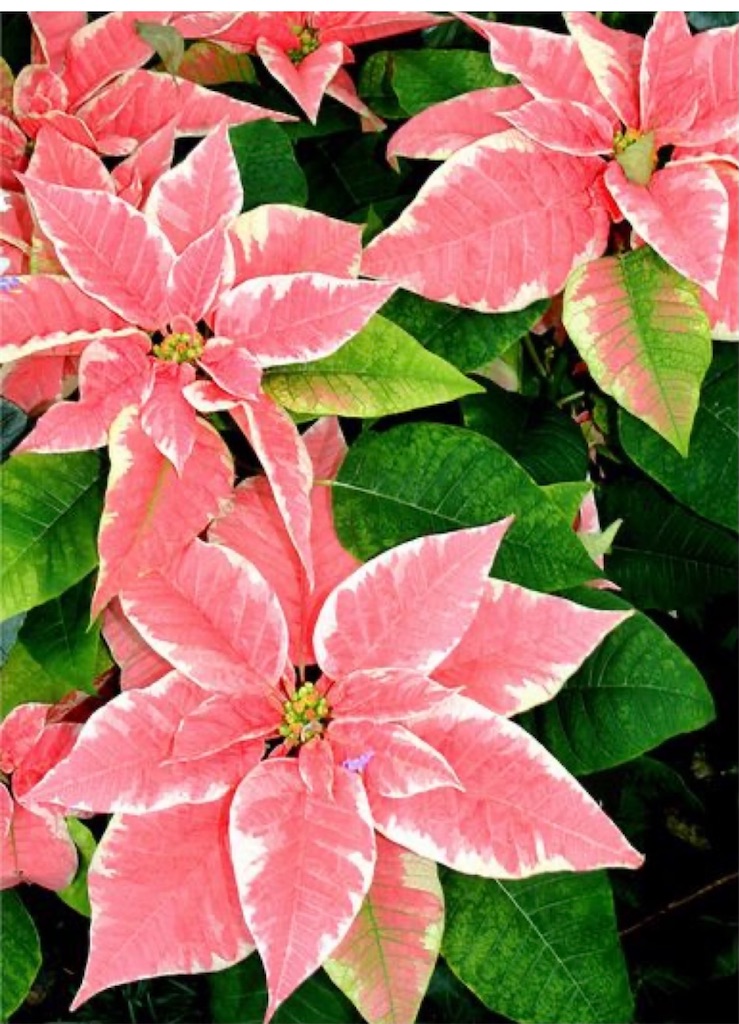 f:id:blossom-art:20201213220005j:image