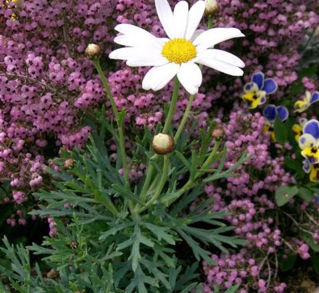 f:id:blossom-art:20201214203917j:image