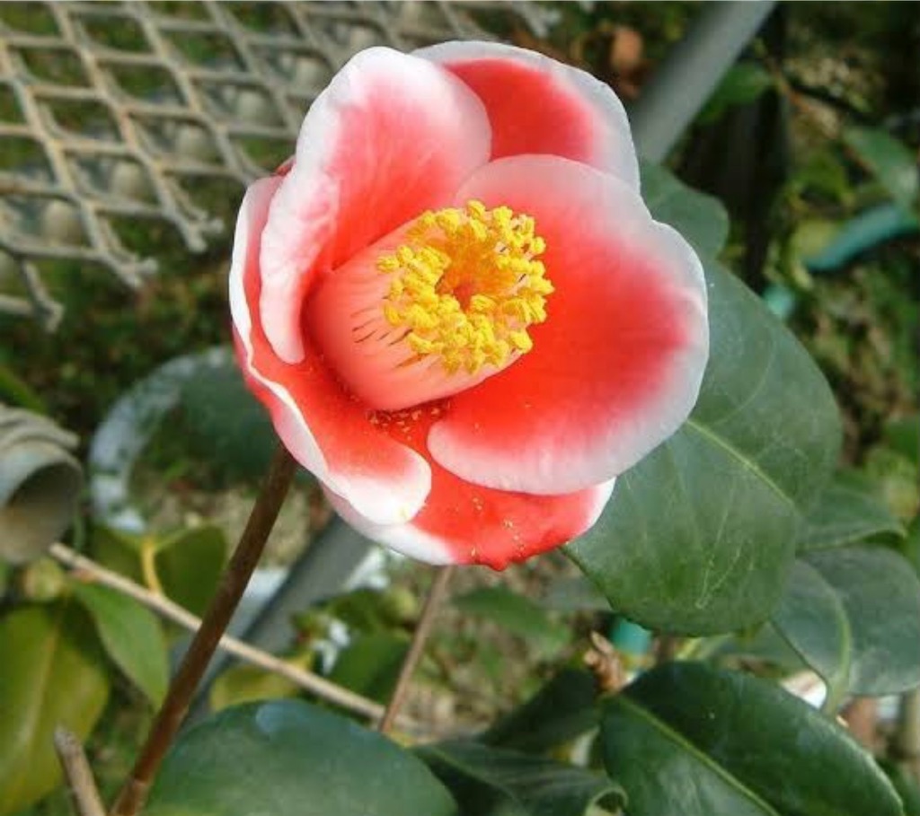 f:id:blossom-art:20201216190707j:image