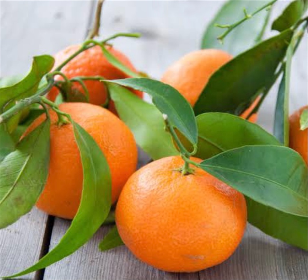 ブログギャラリー12.17(木) みかんの木 - blossom-art's diary